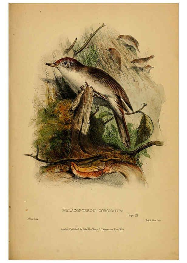 Reproducción/Reproduction 6194995214: Contributions to the natural history of Labuan, and the adjacent coasts of Borneo London :J. Van Voorst,[1855] 