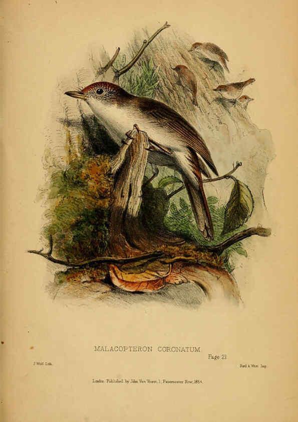 Reproducción/Reproduction 6194995214: Contributions to the natural history of Labuan, and the adjacent coasts of Borneo London :J. Van Voorst,[1855] 