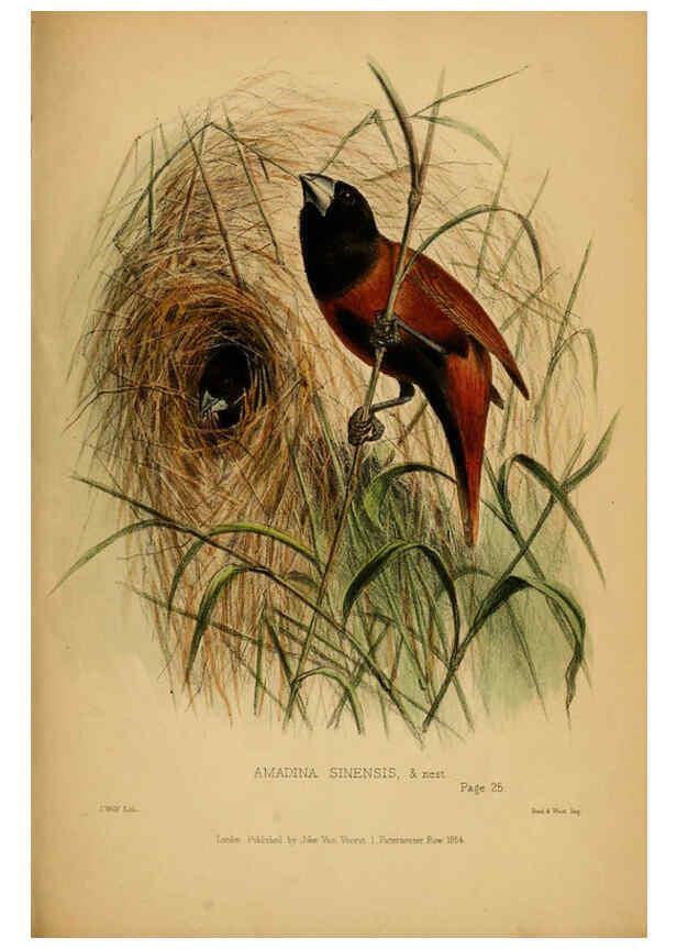Reproducción/Reproduction 6194478371: Contributions to the natural history of Labuan, and the adjacent coasts of Borneo London :J. Van Voorst,[1855] 