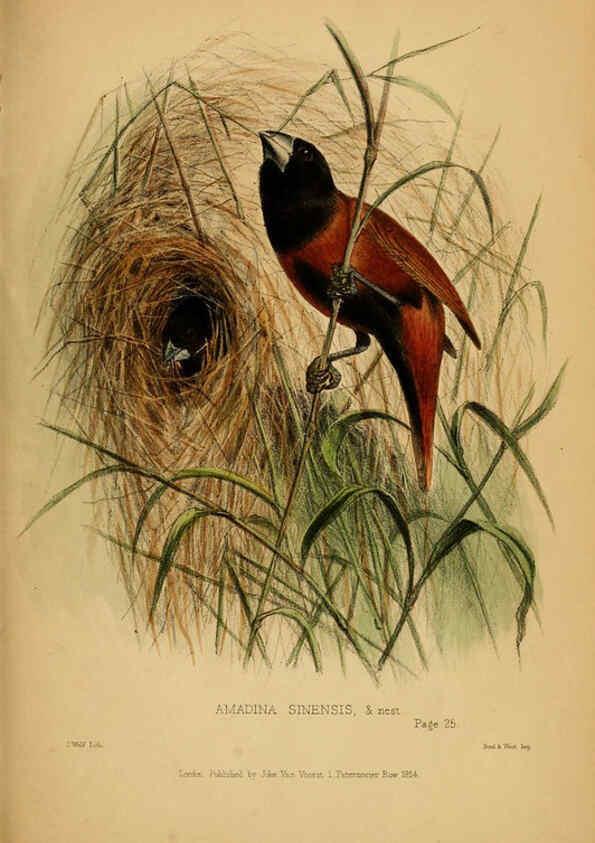 Reproducción/Reproduction 6194478371: Contributions to the natural history of Labuan, and the adjacent coasts of Borneo London :J. Van Voorst,[1855] 
