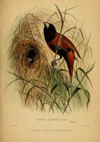 Reproducción/Reproduction 6194478371: Contributions to the natural history of Labuan, and the adjacent coasts of Borneo London :J. Van Voorst,[1855] 