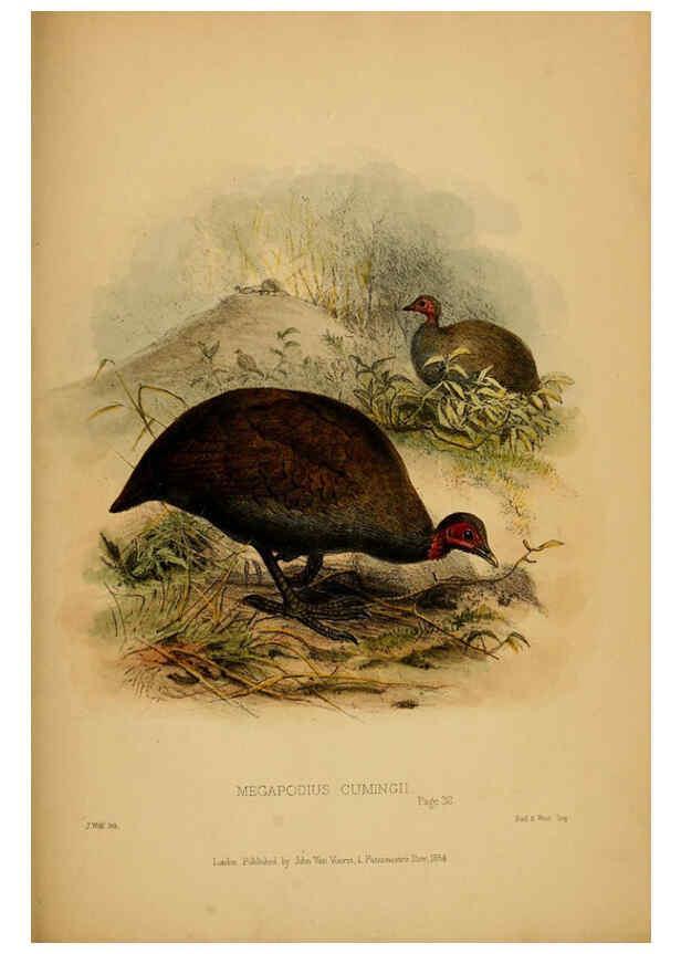 Reproducción/Reproduction 6194995426: Contributions to the natural history of Labuan, and the adjacent coasts of Borneo London :J. Van Voorst,[1855] 