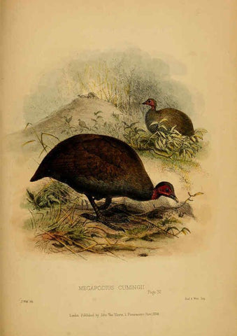 Reproducción/Reproduction 6194995426: Contributions to the natural history of Labuan, and the adjacent coasts of Borneo London :J. Van Voorst,[1855] 
