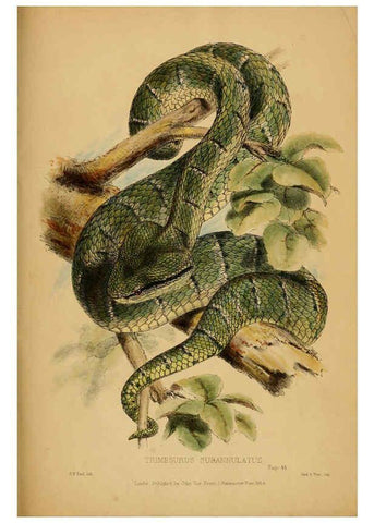 Reproducción/Reproduction 6194995610: Contributions to the natural history of Labuan, and the adjacent coasts of Borneo London :J. Van Voorst,[1855] 