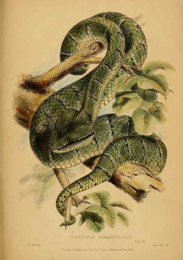 Reproducción/Reproduction 6194995610: Contributions to the natural history of Labuan, and the adjacent coasts of Borneo London :J. Van Voorst,[1855] 