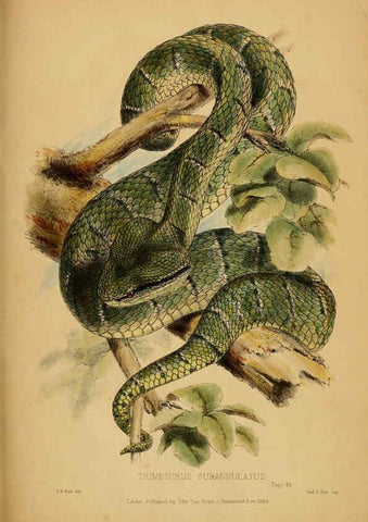 Reproducción/Reproduction 6194995610: Contributions to the natural history of Labuan, and the adjacent coasts of Borneo London :J. Van Voorst,[1855] 