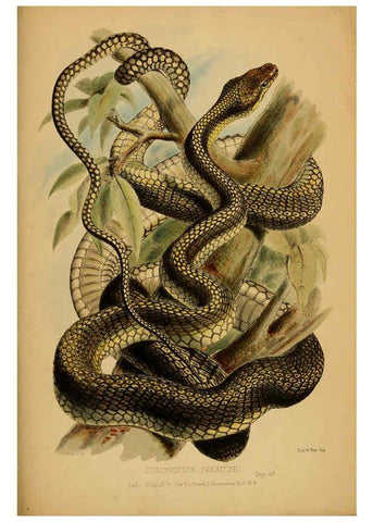 Reproducción/Reproduction 6194478767: Contributions to the natural history of Labuan, and the adjacent coasts of Borneo London :J. Van Voorst,[1855] 
