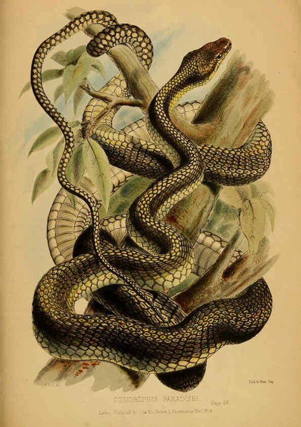 Reproducción/Reproduction 6194478767: Contributions to the natural history of Labuan, and the adjacent coasts of Borneo London :J. Van Voorst,[1855] 