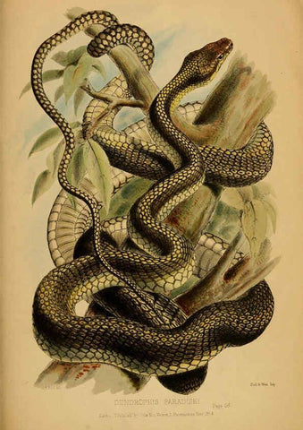 Reproducción/Reproduction 6194478767: Contributions to the natural history of Labuan, and the adjacent coasts of Borneo London :J. Van Voorst,[1855] 