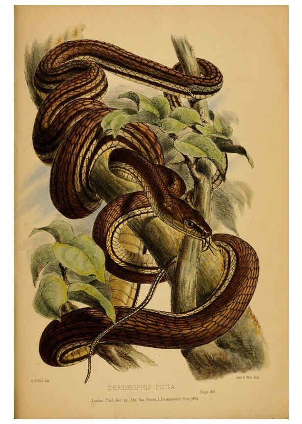 Reproducción/Reproduction 6194478965: Contributions to the natural history of Labuan, and the adjacent coasts of Borneo London :J. Van Voorst,[1855] 