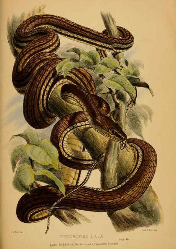 Reproducción/Reproduction 6194478965: Contributions to the natural history of Labuan, and the adjacent coasts of Borneo London :J. Van Voorst,[1855] 