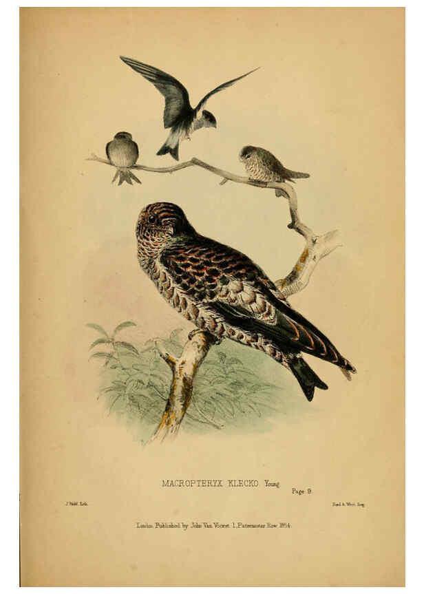 Reproducción/Reproduction 6194478011: Contributions to the natural history of Labuan, and the adjacent coasts of Borneo London :J. Van Voorst,[1855] 