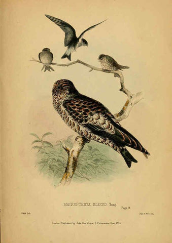 Reproducción/Reproduction 6194478011: Contributions to the natural history of Labuan, and the adjacent coasts of Borneo London :J. Van Voorst,[1855] 