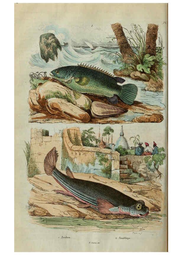 Reproducción/Reproduction 6195091286: Dictionnaire pittoresque d'histoire naturelle et des phénomènes de la nature. v.1 Paris,1833-[1840] 