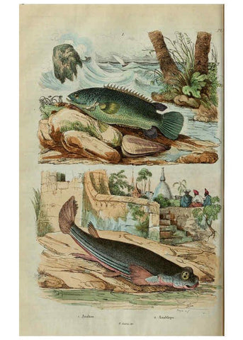 Reproducción/Reproduction 6195091286: Dictionnaire pittoresque d'histoire naturelle et des phénomènes de la nature. v.1 Paris,1833-[1840] 