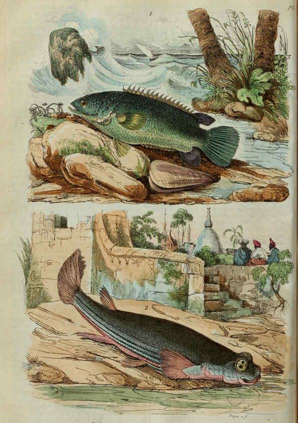 Reproducción/Reproduction 6195091286: Dictionnaire pittoresque d'histoire naturelle et des phénomènes de la nature. v.1 Paris,1833-[1840] 