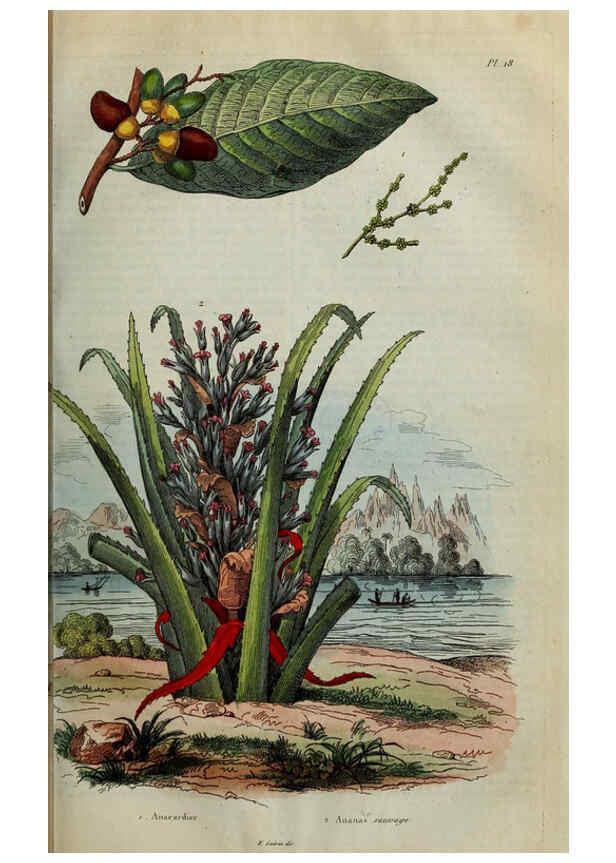 Reproducción/Reproduction 6195091634: Dictionnaire pittoresque d'histoire naturelle et des phénomènes de la nature. v.1 Paris,1833-[1840] 
