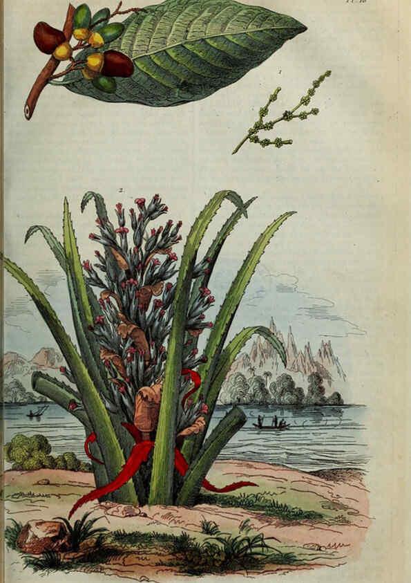 Reproducción/Reproduction 6195091634: Dictionnaire pittoresque d'histoire naturelle et des phénomènes de la nature. v.1 Paris,1833-[1840] 