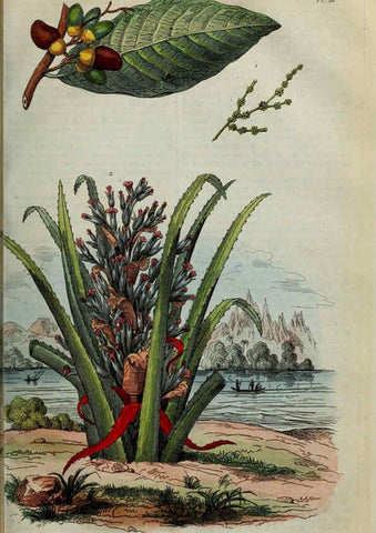Reproducción/Reproduction 6195091634: Dictionnaire pittoresque d'histoire naturelle et des phénomènes de la nature. v.1 Paris,1833-[1840] 