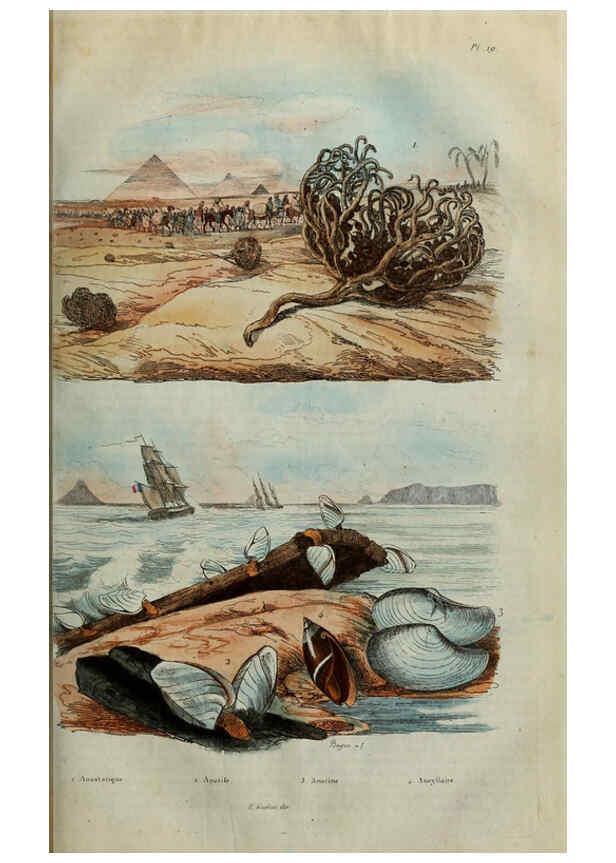 Reproducción/Reproduction 6195091858: Dictionnaire pittoresque d'histoire naturelle et des phénomènes de la nature. v.1 Paris,1833-[1840] 