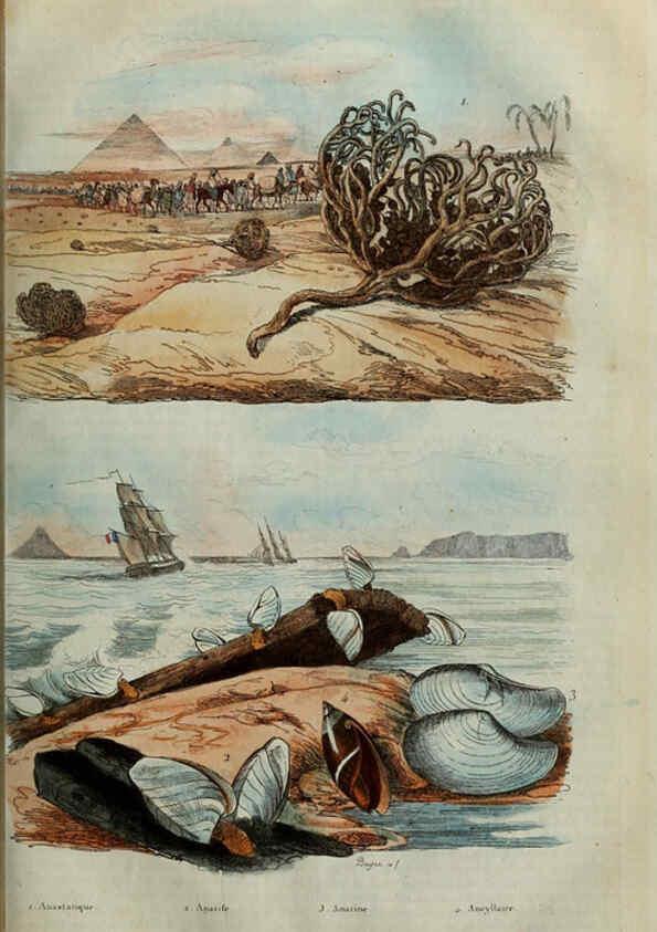 Reproducción/Reproduction 6195091858: Dictionnaire pittoresque d'histoire naturelle et des phénomènes de la nature. v.1 Paris,1833-[1840] 