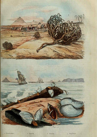 Reproducción/Reproduction 6195091858: Dictionnaire pittoresque d'histoire naturelle et des phénomènes de la nature. v.1 Paris,1833-[1840] 
