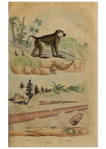 Reproducción/Reproduction 6194579749: Dictionnaire pittoresque d'histoire naturelle et des phénomènes de la nature. v.1 Paris,1833-[1840] 