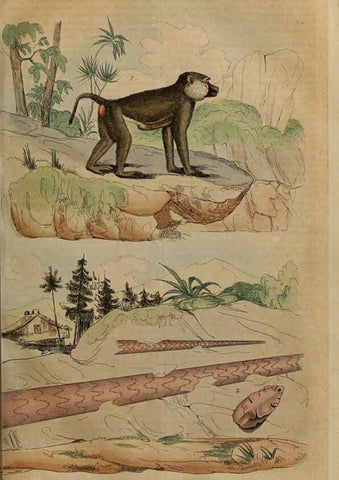 Reproducción/Reproduction 6194579749: Dictionnaire pittoresque d'histoire naturelle et des phénomènes de la nature. v.1 Paris,1833-[1840] 