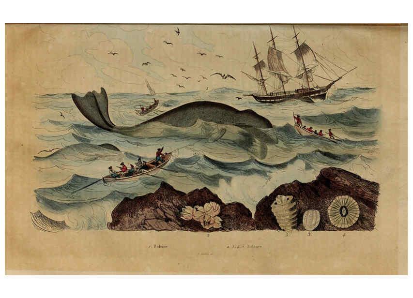 Reproducción/Reproduction 6195096800: Dictionnaire pittoresque d'histoire naturelle et des phénomènes de la nature. v.1 Paris,1833-[1840] 