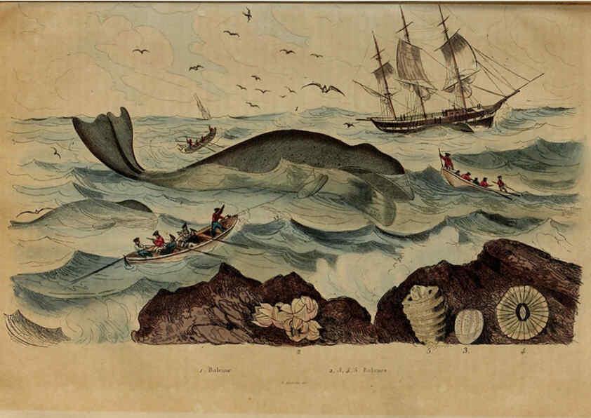 Reproducción/Reproduction 6195096800: Dictionnaire pittoresque d'histoire naturelle et des phénomènes de la nature. v.1 Paris,1833-[1840] 