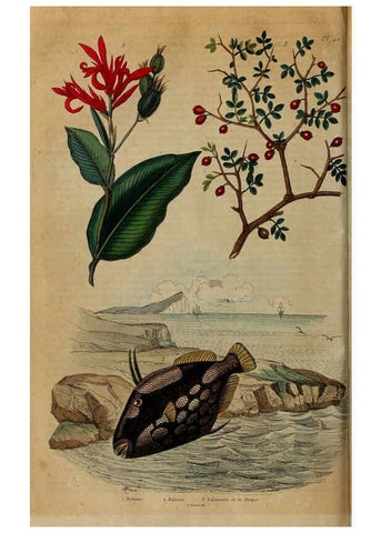 Reproducción/Reproduction 6194580131: Dictionnaire pittoresque d'histoire naturelle et des phénomènes de la nature. v.1 Paris,1833-[1840] 