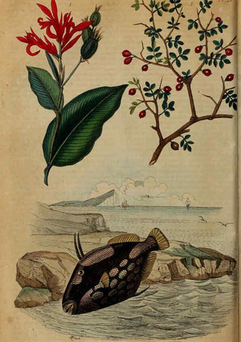 Reproducción/Reproduction 6194580131: Dictionnaire pittoresque d'histoire naturelle et des phénomènes de la nature. v.1 Paris,1833-[1840] 
