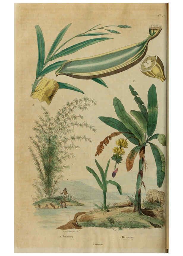 Reproducción/Reproduction 6195097144: Dictionnaire pittoresque d'histoire naturelle et des phénomènes de la nature. v.1 Paris,1833-[1840] 