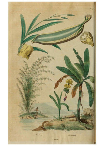 Reproducción/Reproduction 6195097144: Dictionnaire pittoresque d'histoire naturelle et des phénomènes de la nature. v.1 Paris,1833-[1840] 