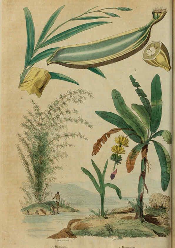 Reproducción/Reproduction 6195097144: Dictionnaire pittoresque d'histoire naturelle et des phénomènes de la nature. v.1 Paris,1833-[1840] 