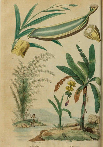 Reproducción/Reproduction 6195097144: Dictionnaire pittoresque d'histoire naturelle et des phénomènes de la nature. v.1 Paris,1833-[1840] 