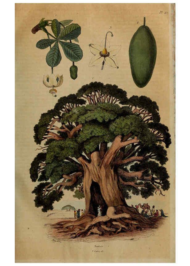 Reproducción/Reproduction 6194580541: Dictionnaire pittoresque d'histoire naturelle et des phénomènes de la nature. v.1 Paris,1833-[1840] 
