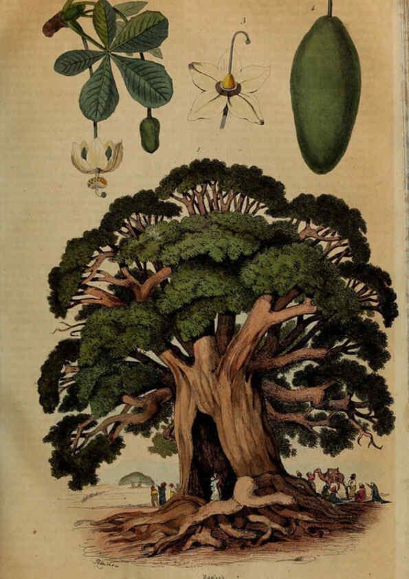 Reproducción/Reproduction 6194580541: Dictionnaire pittoresque d'histoire naturelle et des phénomènes de la nature. v.1 Paris,1833-[1840] 