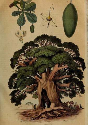 Reproducción/Reproduction 6194580541: Dictionnaire pittoresque d'histoire naturelle et des phénomènes de la nature. v.1 Paris,1833-[1840] 