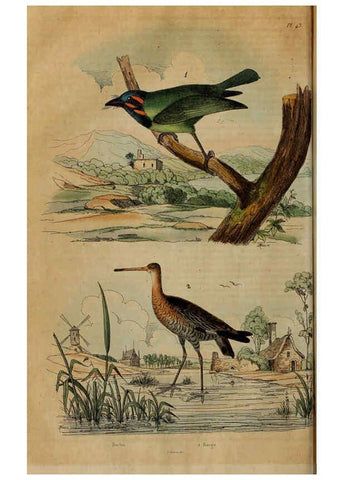 Reproducción/Reproduction 6195097548: Dictionnaire pittoresque d'histoire naturelle et des phénomènes de la nature. v.1 Paris,1833-[1840] 