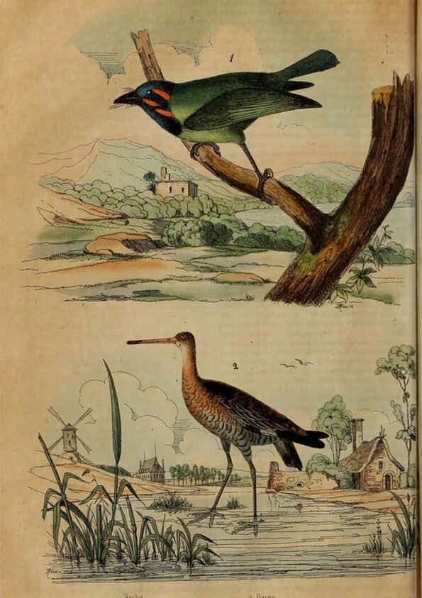 Reproducción/Reproduction 6195097548: Dictionnaire pittoresque d'histoire naturelle et des phénomènes de la nature. v.1 Paris,1833-[1840] 
