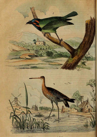 Reproducción/Reproduction 6195097548: Dictionnaire pittoresque d'histoire naturelle et des phénomènes de la nature. v.1 Paris,1833-[1840] 