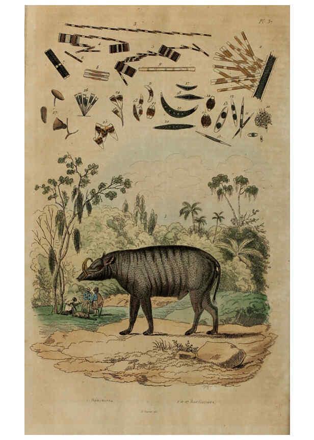 Reproducción/Reproduction 6194579477: Dictionnaire pittoresque d'histoire naturelle et des phénomènes de la nature. v.1 Paris,1833-[1840] 