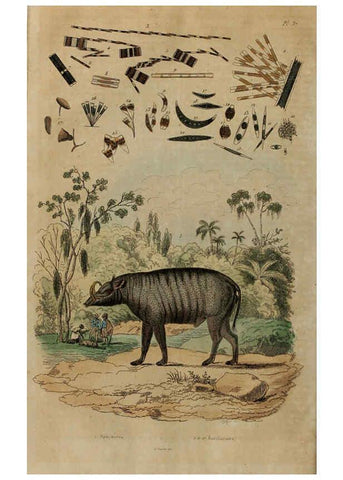Reproducción/Reproduction 6194579477: Dictionnaire pittoresque d'histoire naturelle et des phénomènes de la nature. v.1 Paris,1833-[1840] 