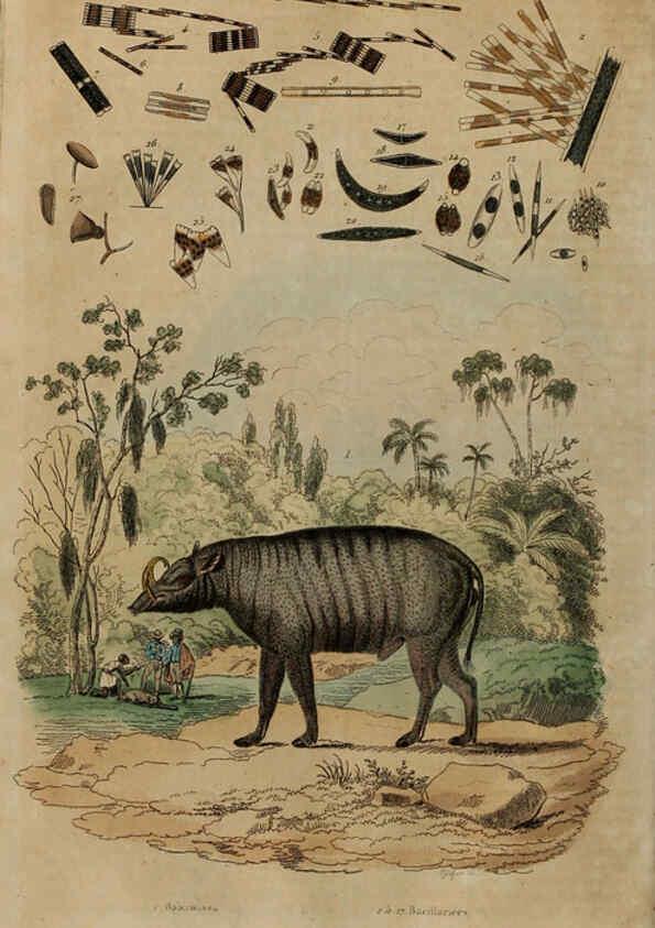 Reproducción/Reproduction 6194579477: Dictionnaire pittoresque d'histoire naturelle et des phénomènes de la nature. v.1 Paris,1833-[1840] 