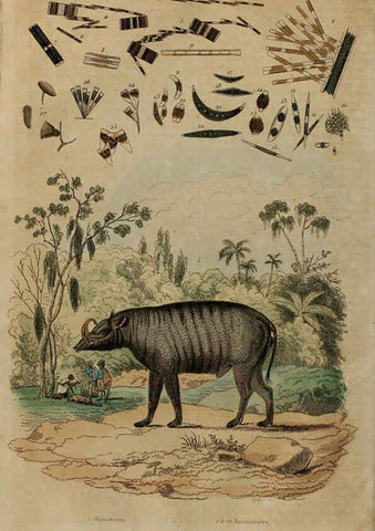 Reproducción/Reproduction 6194579477: Dictionnaire pittoresque d'histoire naturelle et des phénomènes de la nature. v.1 Paris,1833-[1840] 