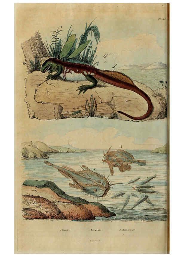 Reproducción/Reproduction 6195097968: Dictionnaire pittoresque d'histoire naturelle et des phénomènes de la nature. v.1 Paris,1833-[1840] 
