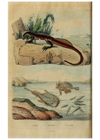 Reproducción/Reproduction 6195097968: Dictionnaire pittoresque d'histoire naturelle et des phénomènes de la nature. v.1 Paris,1833-[1840] 
