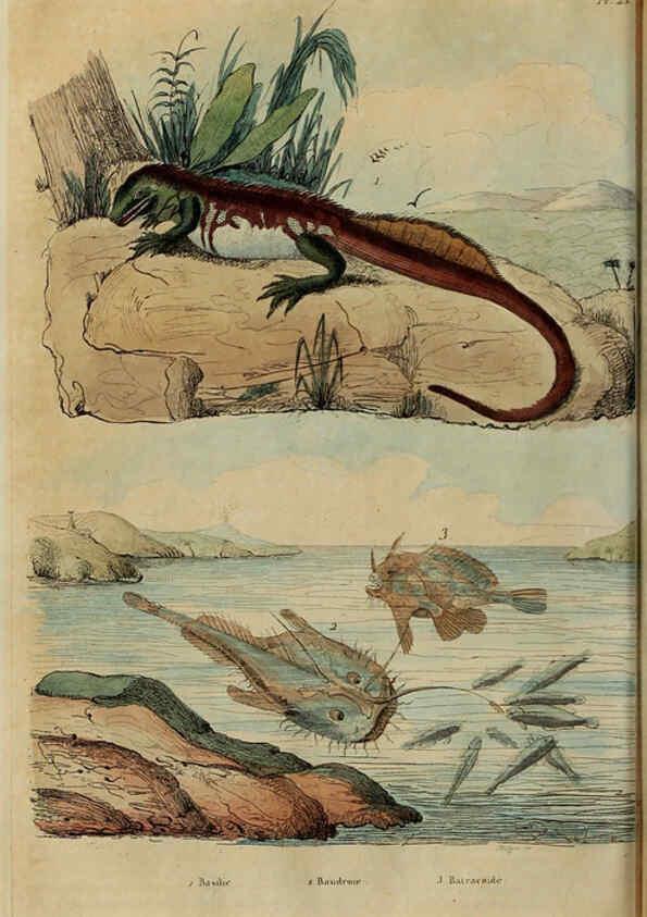 Reproducción/Reproduction 6195097968: Dictionnaire pittoresque d'histoire naturelle et des phénomènes de la nature. v.1 Paris,1833-[1840] 