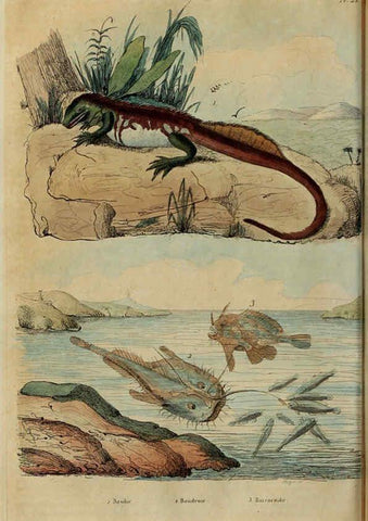 Reproducción/Reproduction 6195097968: Dictionnaire pittoresque d'histoire naturelle et des phénomènes de la nature. v.1 Paris,1833-[1840] 